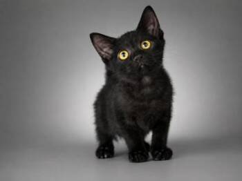 Hardy -  Domestic Short Hair Cat for Adoption in Bowling Green, Kentucky - Hardy | PetCurious