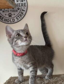 Rescue Domestic Short Hair Cats for Adoption in Parkville, Maryland - Protein | PetCurious