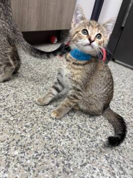 Bomb Pop -  American Shorthair Cat for Adoption in Van Wert, Ohio - Bomb Pop | PetCurious