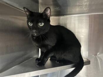 Rescue Domestic Short Hair Cats for Adoption in Ocala, Florida - LOKEY | PetCurious