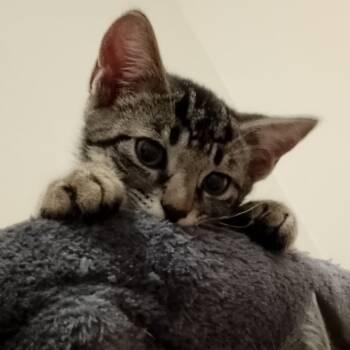 Rescue Domestic Short Hair Cats for Adoption in Durham, North Carolina - Bugles | PetCurious