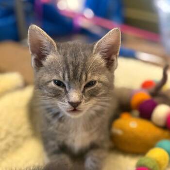 Domestic Short Hair Cats Available for Adoption in Incline Village, Nevada - Ohm | PetCurious