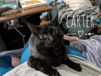 Rescue Bombay and Domestic Short Hair Cats for Adoption in Cleburne, Texas - Carter | PetCurious