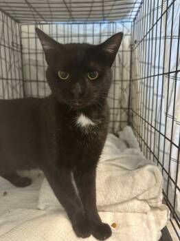 Rescue Domestic Short Hair Cats for Adoption in Pomona, New York - Deenie (or Dean) | PetCurious