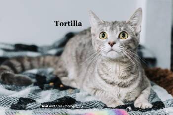 Tortilla -  Domestic Short Hair and Tabby Cat for Adoption in Morehead, Kentucky - Tortilla | PetCurious