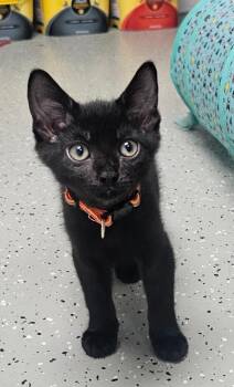 Sir Tony -  Domestic Short Hair Cat for Adoption in Mokena, Illinois - Sir Tony | PetCurious