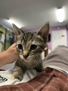 Plumosa Fern -  Domestic Short Hair Cat for Adoption in Muskegon, Michigan - Plumosa Fern | PetCurious