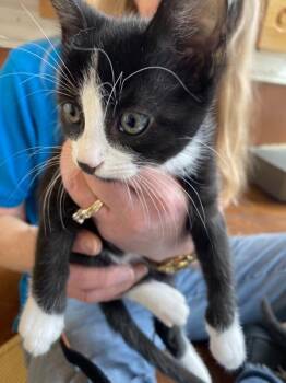 Ace -  Domestic Short Hair Cat for Adoption in Salinas, California - Ace | PetCurious