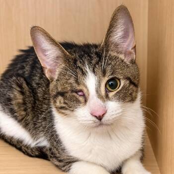 Bean Sprout -  Domestic Short Hair Cat for Adoption in Pontiac, Michigan - Bean Sprout | PetCurious