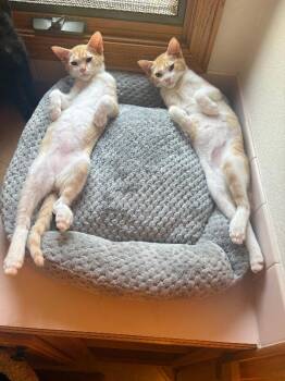 Rusty -  Domestic Short Hair Cat for Adoption in Fort Collins, Colorado - Rusty | PetCurious