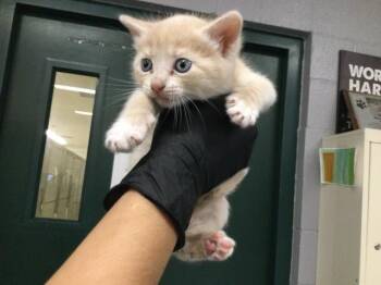 Domestic Short Hair Cats Available for Adoption in Thousand Palms, California - A1916894 | PetCurious