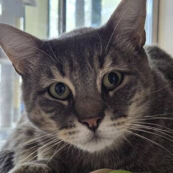 Domestic Short Hair Cats Available for Adoption in Leander, Texas - Maxie | PetCurious