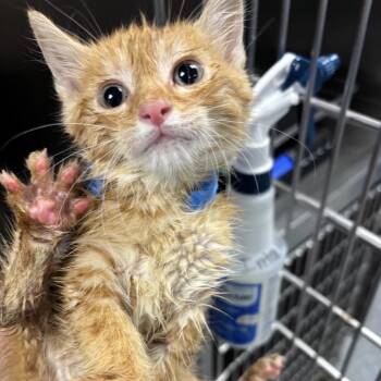 Christan Adore -  Domestic Short Hair Cat for Adoption in Saint Joseph, Missouri - Christan Adore | PetCurious