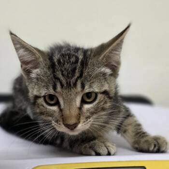 Domestic Short Hair Cats Available for Adoption in Phoenix, Arizona - Swiss Roll | PetCurious