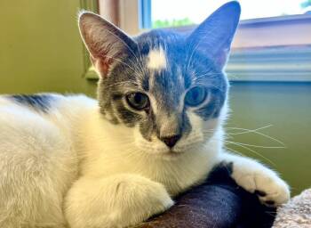 Rescue Domestic Short Hair Cats for Adoption in Greene, New York - Bob | PetCurious