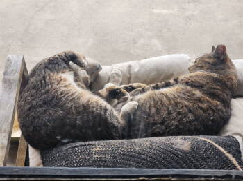 Rescue Domestic Short Hair Cats for Adoption in Furlong, Pennsylvania - Bert And Ernie | PetCurious