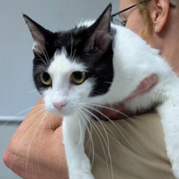 Chess -  Domestic Short Hair Cat for Adoption in Canton, Illinois - Chess | PetCurious
