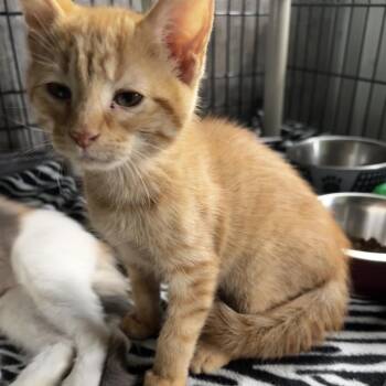 Peep -  Domestic Short Hair Cat for Adoption in Grinnell, Iowa - Peep | PetCurious