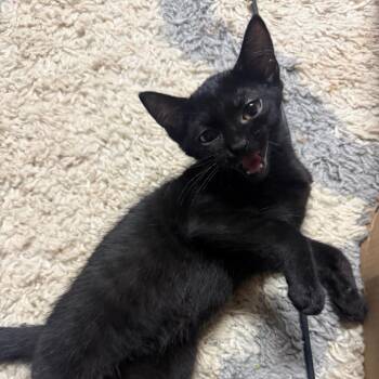 Fred Astaire -  Domestic Short Hair Cat for Adoption in Beulaville, North Carolina - Fred Astaire | PetCurious
