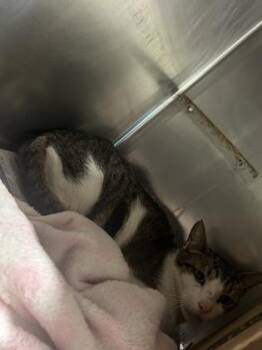 Domestic Short Hair Cats Available for Adoption in Largo, Florida - Twinkle | PetCurious