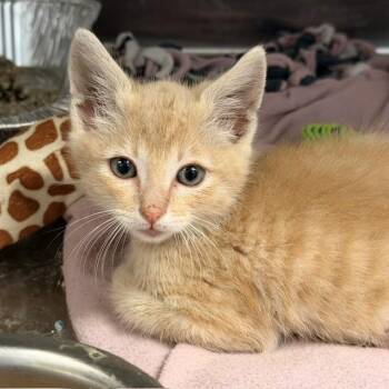 Domestic Short Hair Cats Available for Adoption in Tustin, California - SAFFRON | PetCurious