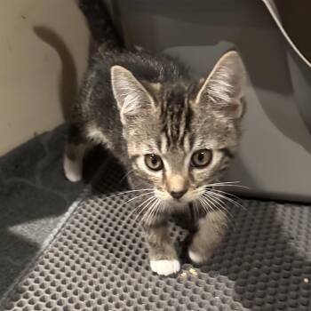 Rescue Domestic Short Hair Cats for Adoption in Lemoyne, Pennsylvania - Onyx | PetCurious