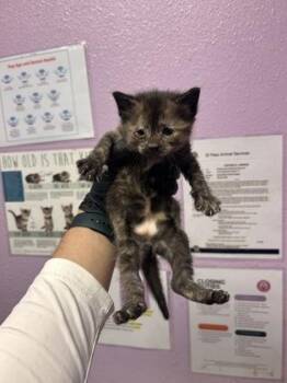 Domestic Short Hair Cats Available for Adoption in El Paso, Texas - 60827787 | PetCurious