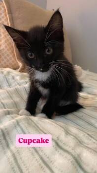 Cupcake -  Domestic Long Hair Cat for Adoption in Crown Point, Indiana - Cupcake | PetCurious