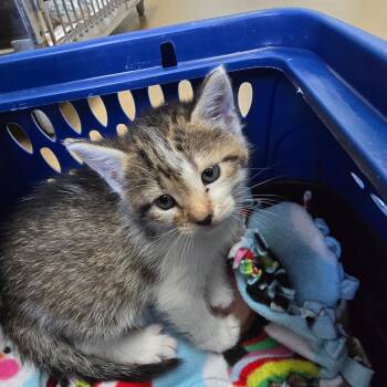 Gryffindor -  Domestic Short Hair Cat for Adoption - Gryffindor | PetCurious