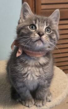 Rescue Tabby Cats for Adoption in Hood River, Oregon - Nala | PetCurious