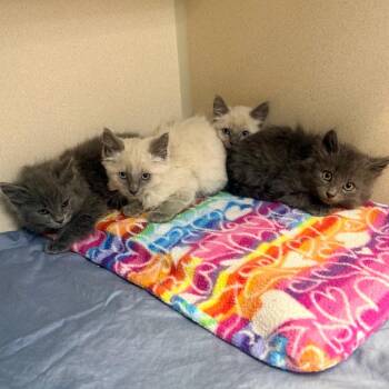 Washington -  Domestic Medium Hair Cat for Adoption in Great Falls, Montana - Washington | PetCurious