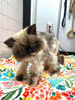 Himi -  Himalayan and Domestic Short Hair Cat for Adoption in Palm Coast, Florida - Himi | PetCurious