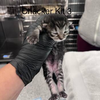 Calliope 3 -  Domestic Medium Hair Cat for Adoption in Scituate, Massachusetts - Calliope 3 | PetCurious