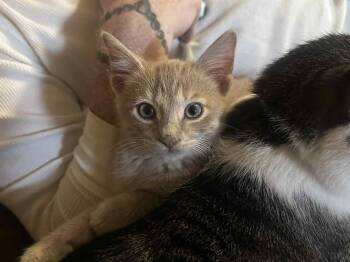 Rescue Domestic Short Hair Cats for Adoption in Colcord, Oklahoma - Munch | PetCurious