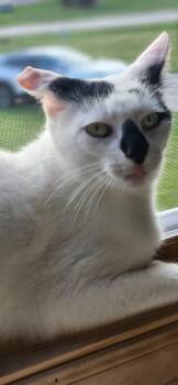 Rescue Domestic Short Hair Cats for Adoption - Sonni | PetCurious