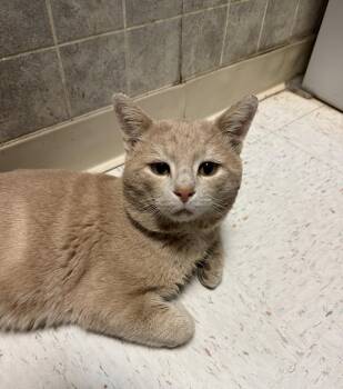 Domestic Short Hair Cats Available for Adoption - Romeo | PetCurious