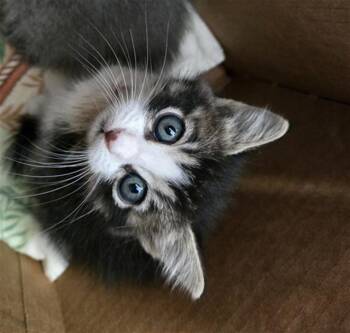 Rescue Domestic Medium Hair Cats for Adoption in Dallas, Texas - HILLY | PetCurious