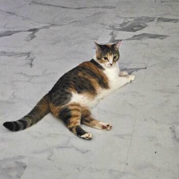 Mai Tai -  Domestic Short Hair Cat for Adoption in Huntsville, Alabama - Mai Tai | PetCurious