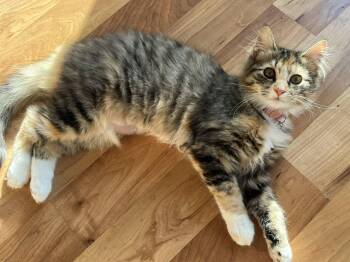 Domestic Medium Hair Cats Available for Adoption - **COURTESY LISTING** Zero | PetCurious