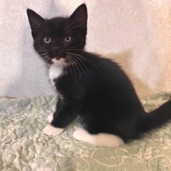 Domestic Short Hair Cats Available for Adoption in Belleville, Illinois - Pancake | PetCurious