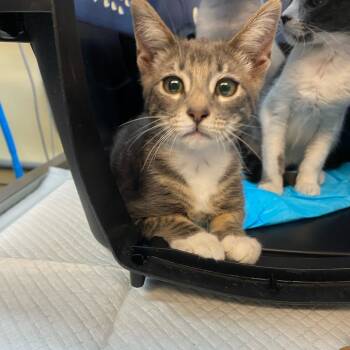 Rescue Domestic Short Hair Cats for Adoption in Los Angeles, California - Michis | PetCurious