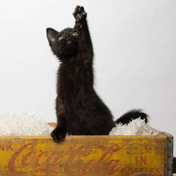 Noble -  Domestic Medium Hair Cat for Adoption in Tipton, Indiana - Noble | PetCurious
