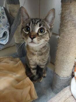 Domestic Short Hair Cats Available for Adoption - Kiwi | PetCurious