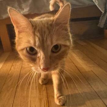 Domestic Short Hair Cats Available for Adoption - Nancy | PetCurious