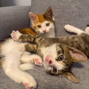 Lola -  Domestic Short Hair Cat for Adoption in Jupiter, Florida - Lola | PetCurious