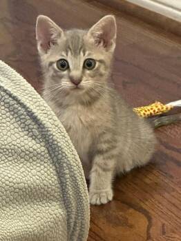 Petra -  American Shorthair and Domestic Short Hair Cat for Adoption in Richardson, Texas - Petra | PetCurious