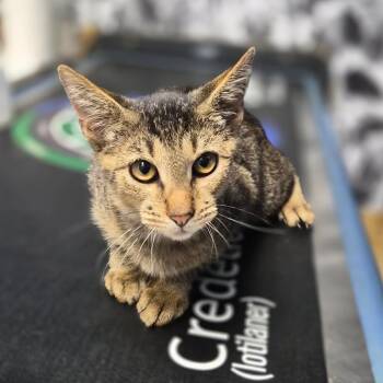 Caterpillar -  Domestic Short Hair Cat for Adoption in Wahiawa, Hawaii - Caterpillar | PetCurious