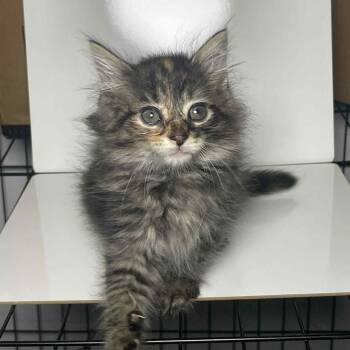 Rescue Maine Coon and Domestic Long Hair Cats for Adoption in Mastic, New York - Dapple | PetCurious