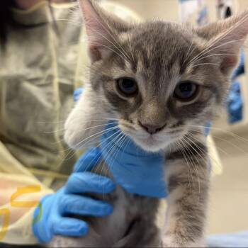 Farfalle Franklinia -  Domestic Short Hair Cat for Adoption in Murray, Utah - Farfalle Franklinia | PetCurious