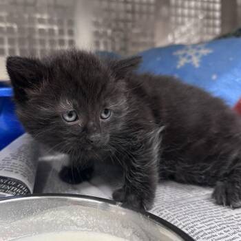 Kit Kat -  Domestic Short Hair Cat for Adoption in Mount Vernon, Indiana - Kit Kat | PetCurious